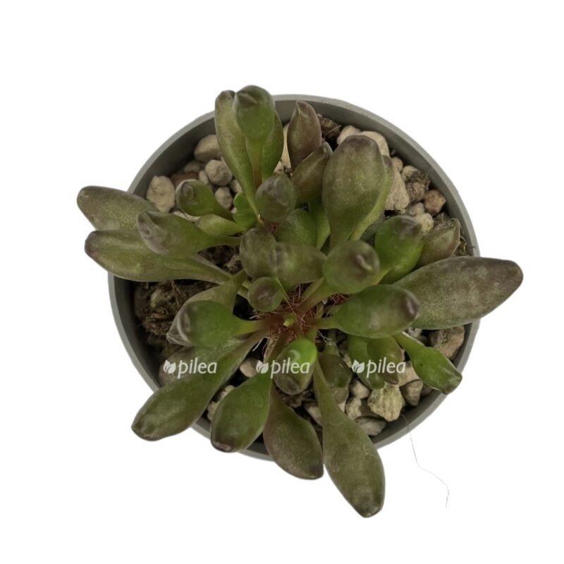 photoroom_20230603_100903-e1685803954127.jpeg photoroom 20230603 100903 e1685803954127