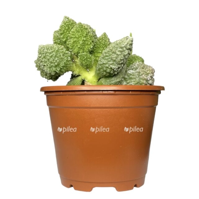 photoroom 20230603 110005 e1685805500273