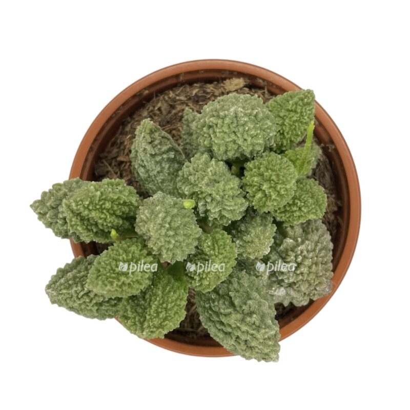 photoroom 20230603 110017 e1685805508833