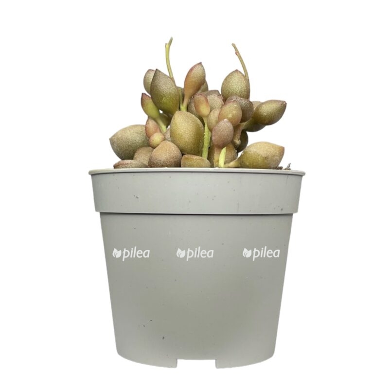 photoroom 20230603 110319 e1685807014506