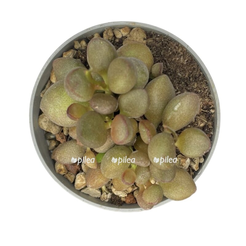 photoroom 20230603 110332 e1685806998768