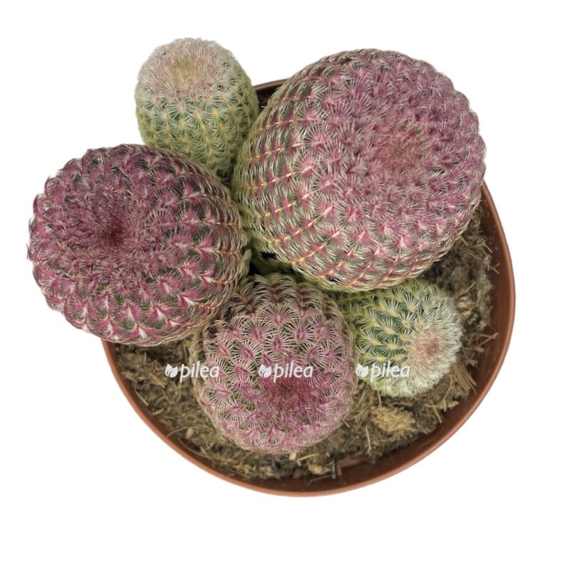 photoroom 20230603 111323 e1685804256207