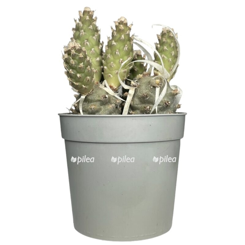 photoroom 20230603 122643 e1685807501943