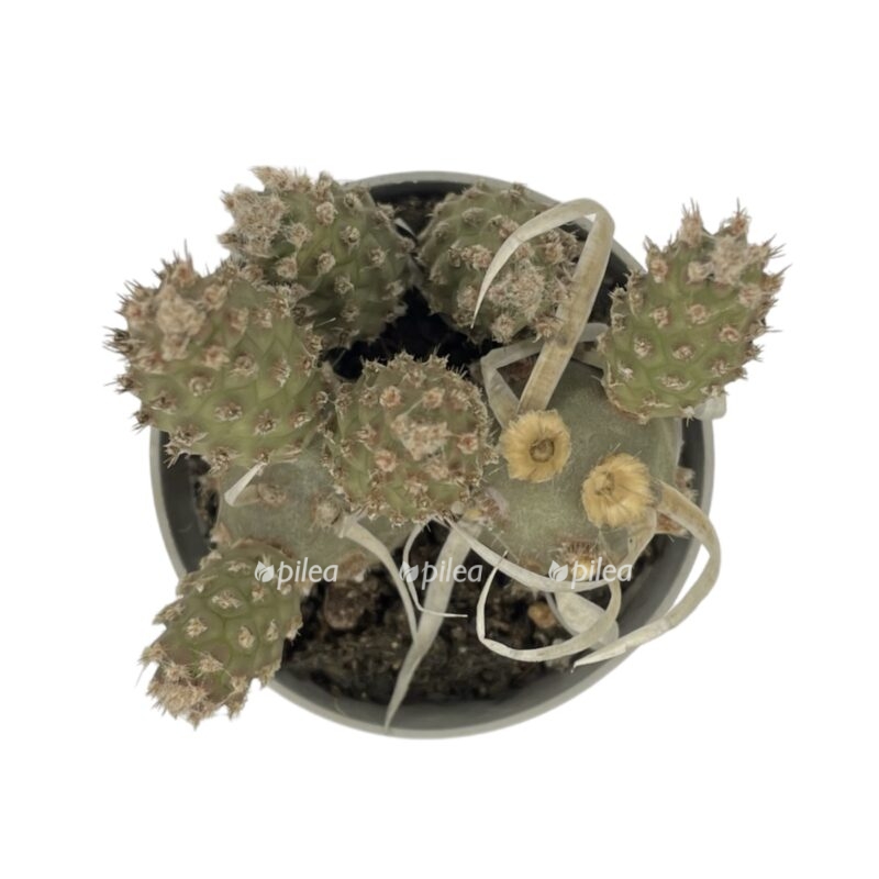 photoroom 20230603 122658 e1685807511248