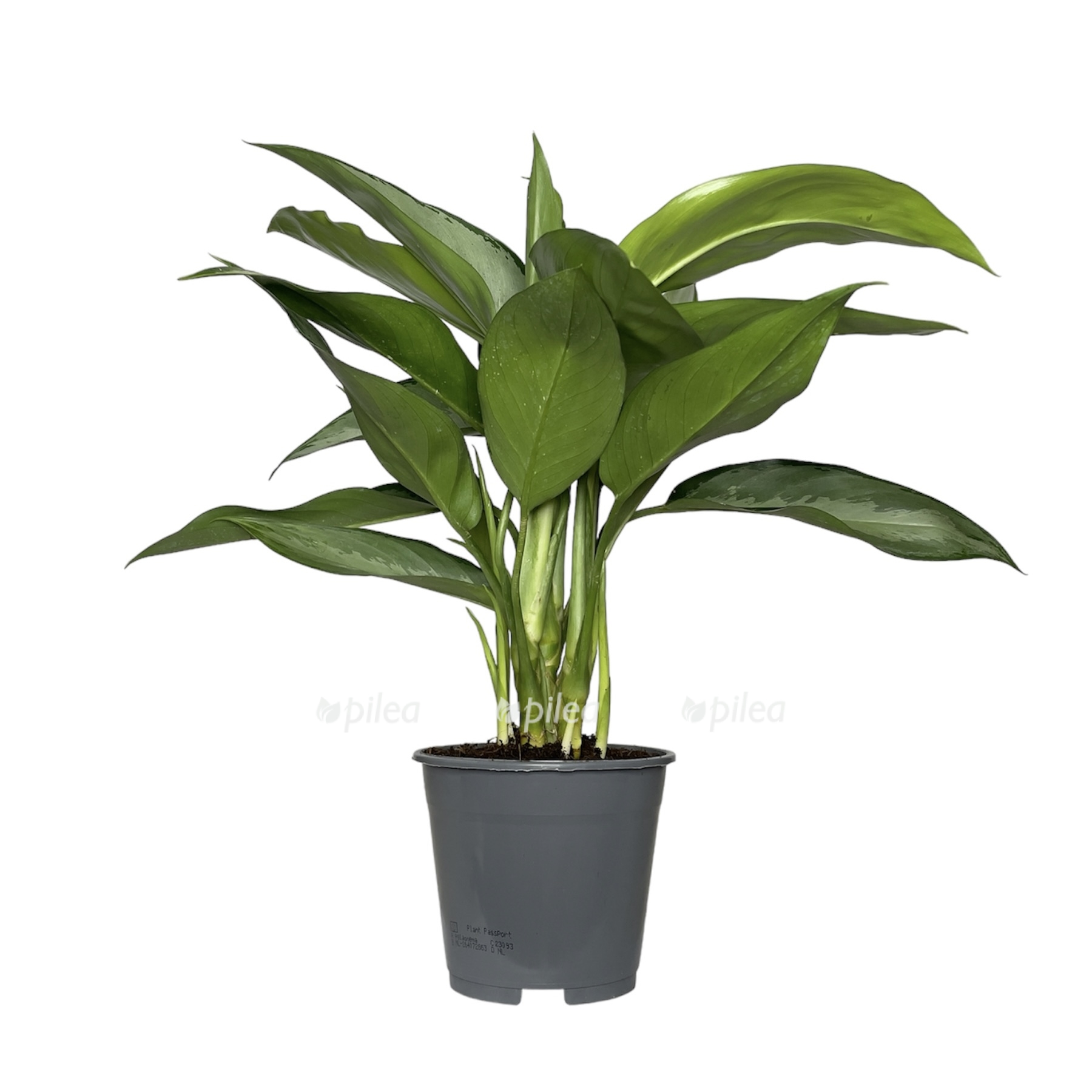 photoroom 20230608 092325