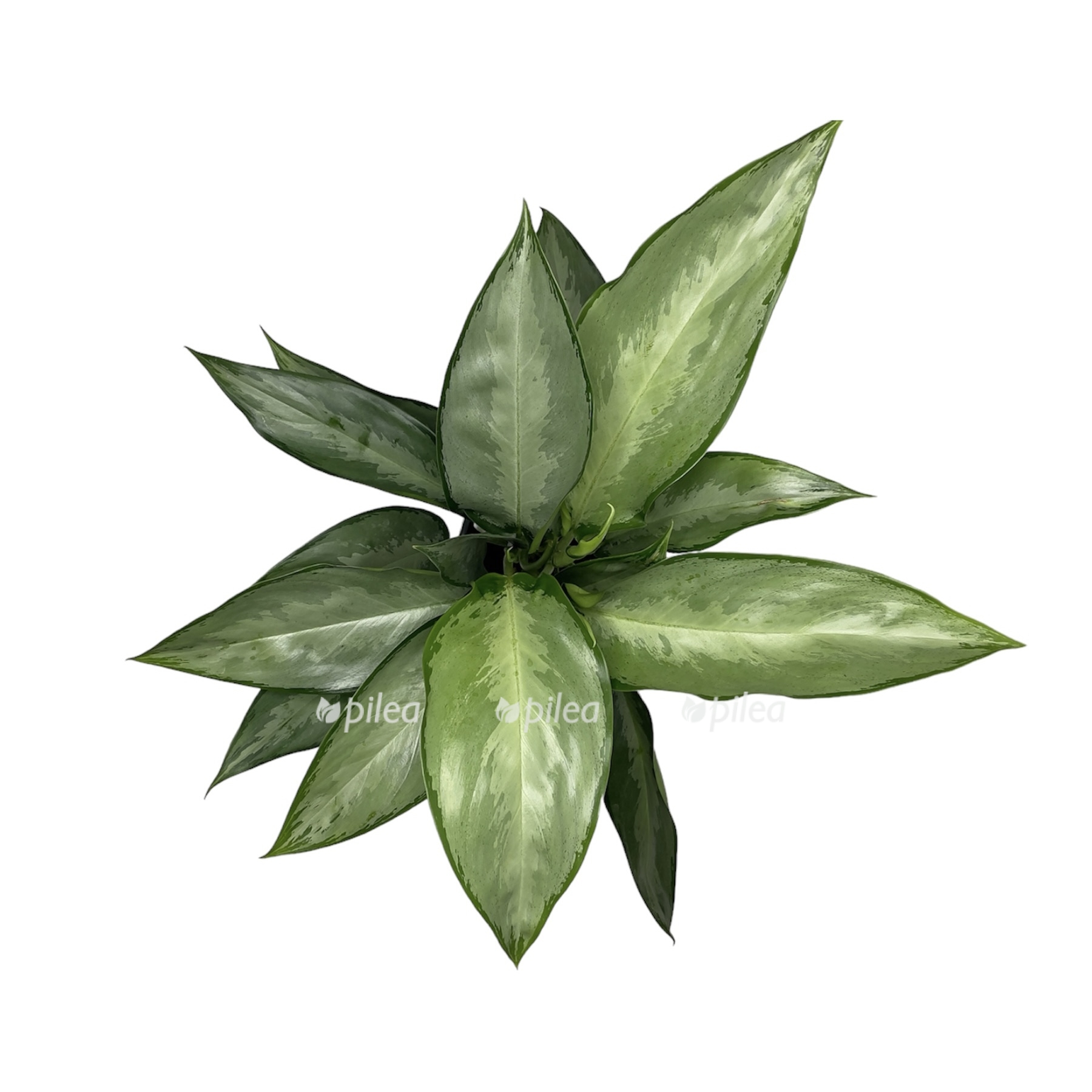 photoroom 20230608 092336