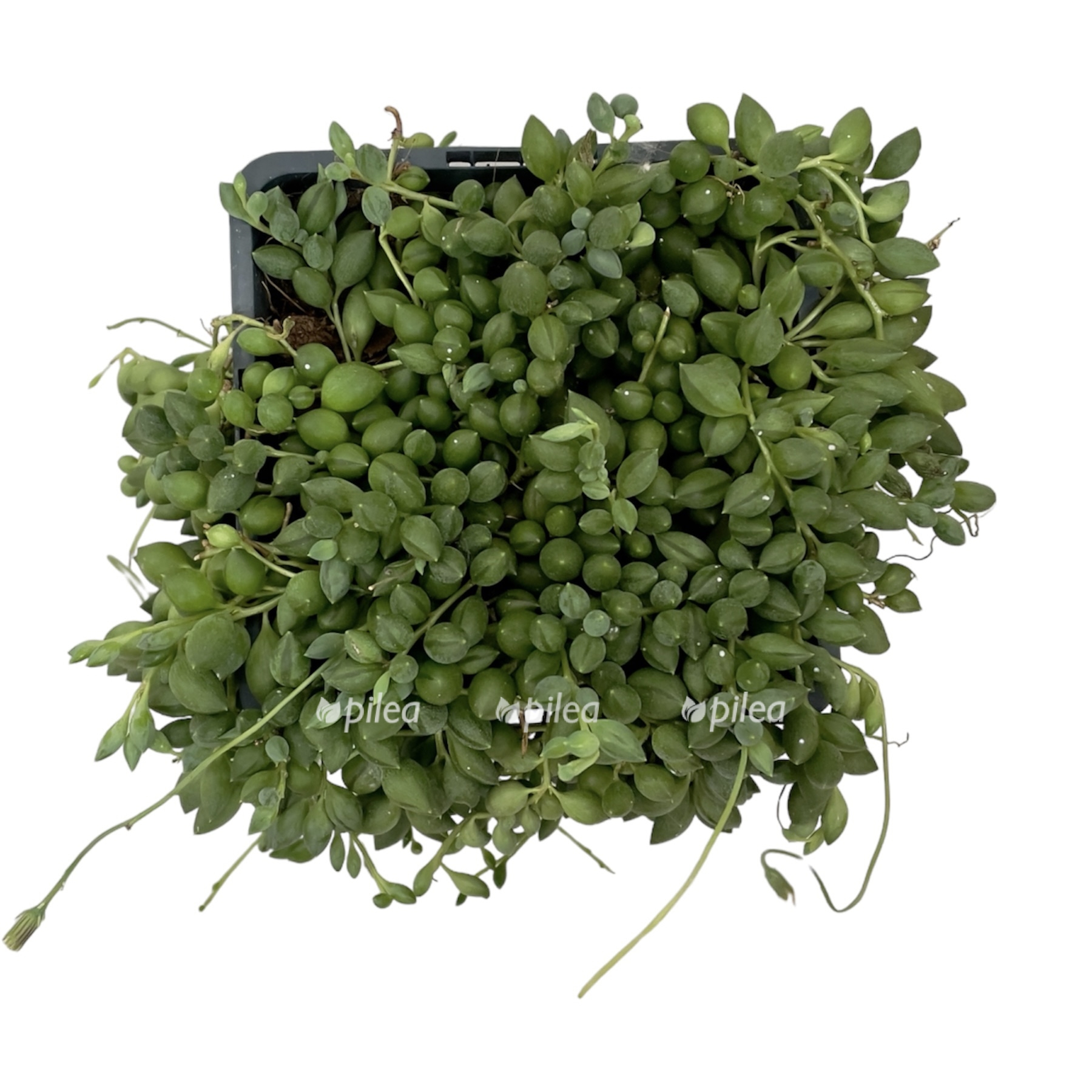 photoroom 20230609 062357