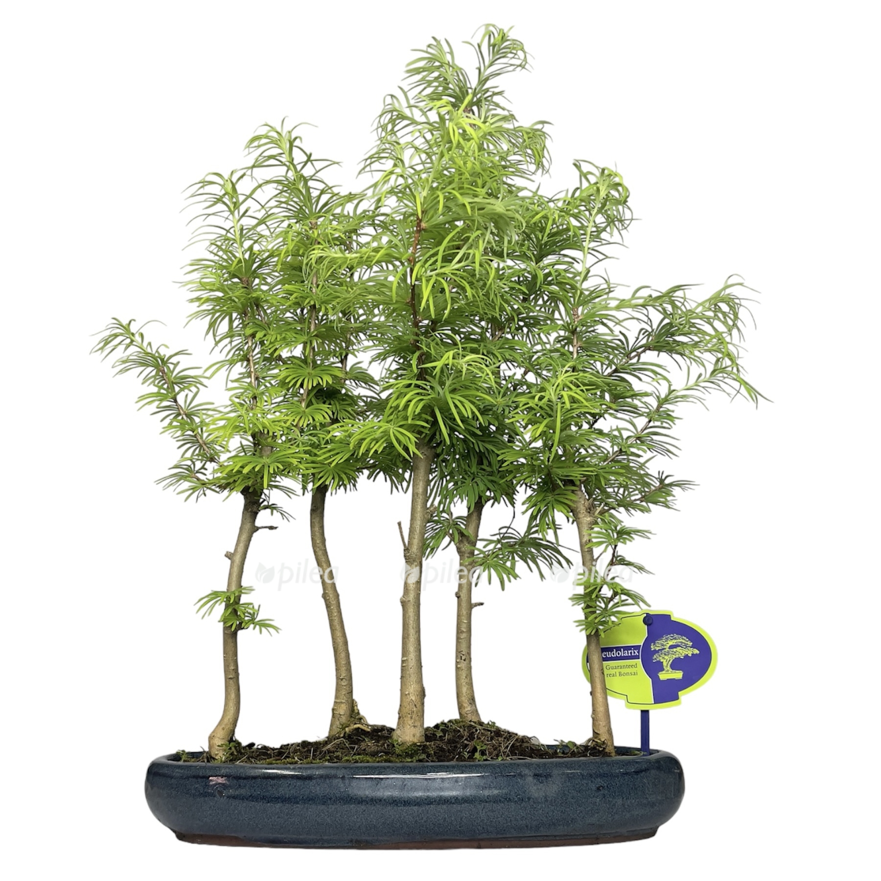 photoroom 20230610 064529