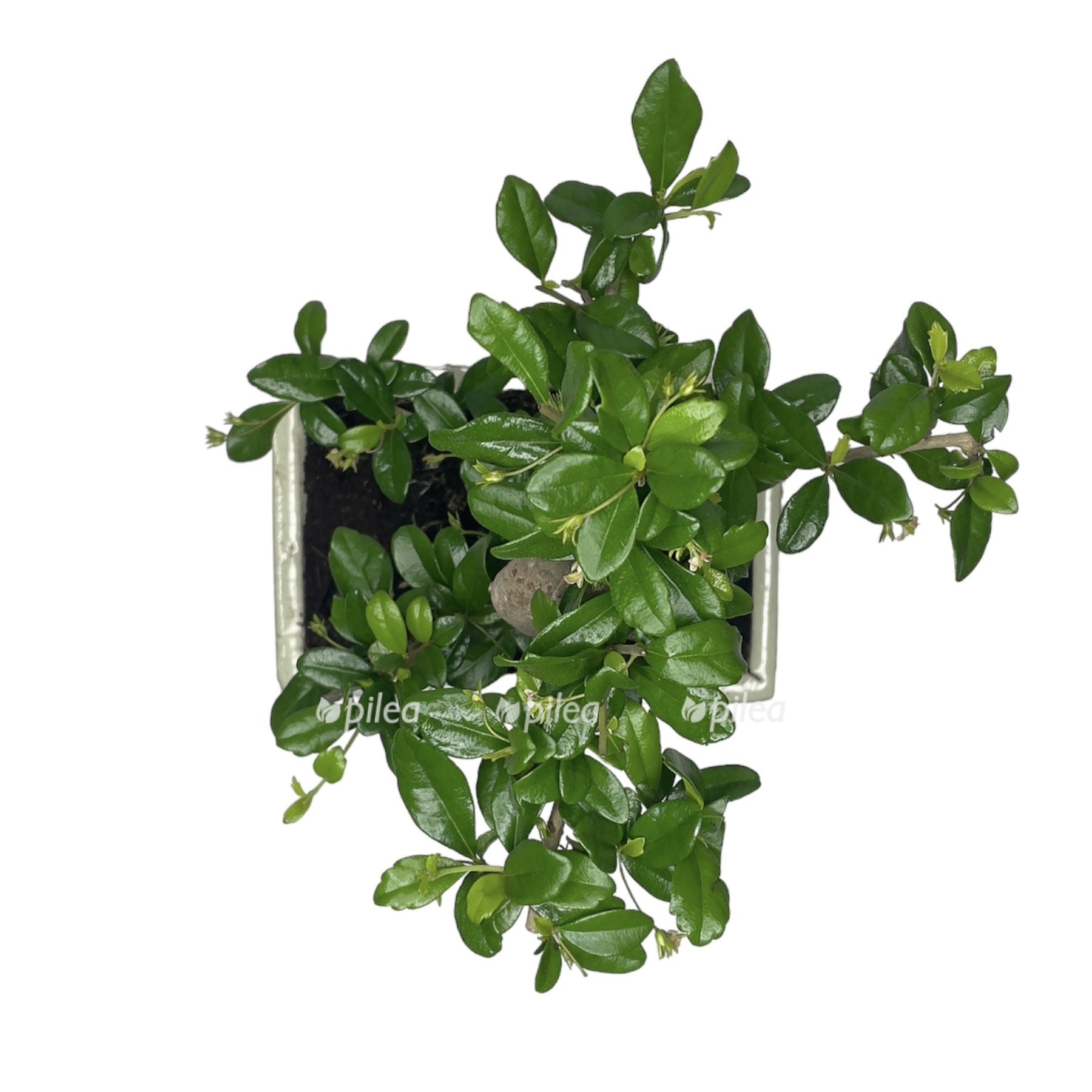 photoroom 20230610 065906