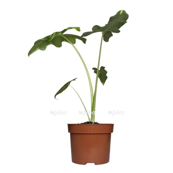 photoroom 20230611 061343 e1711189068907