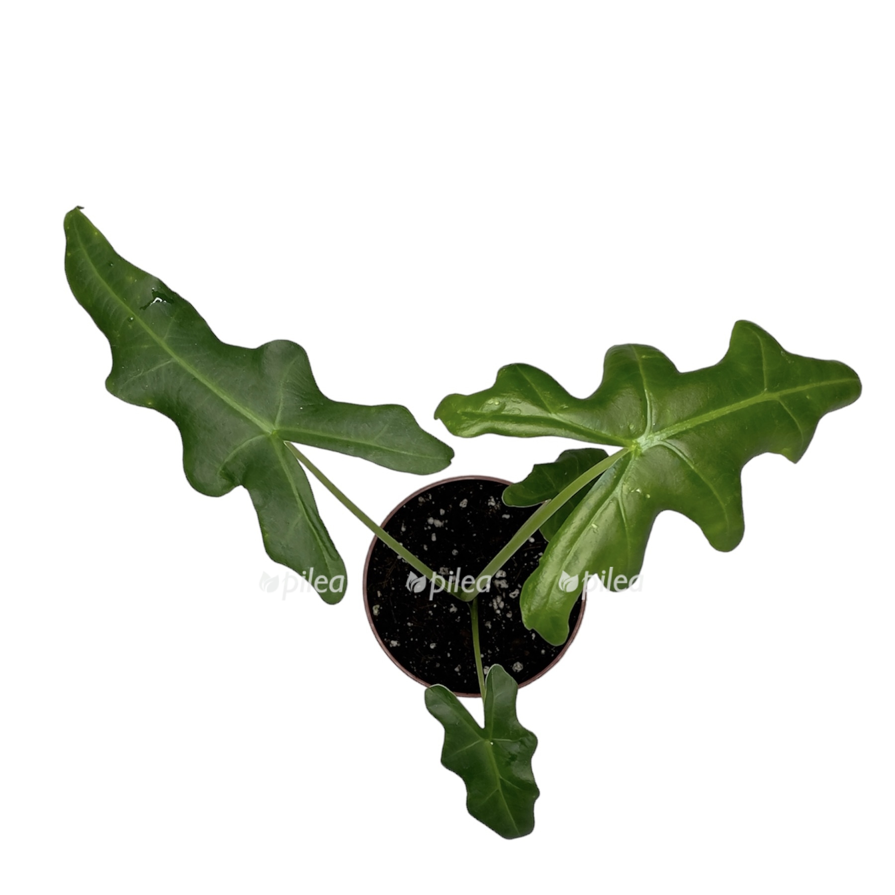 photoroom 20230611 061421