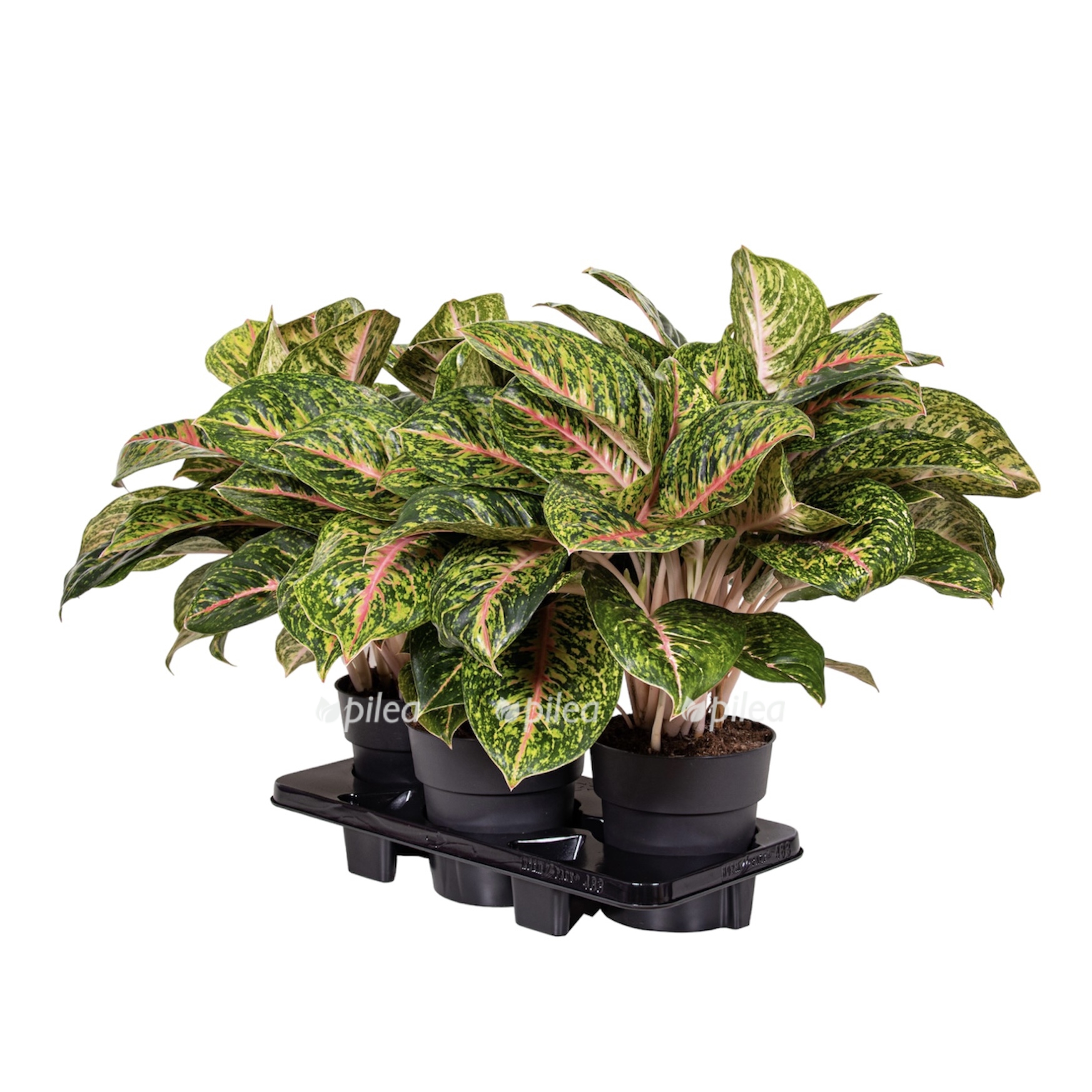 photoroom 20230612 181726