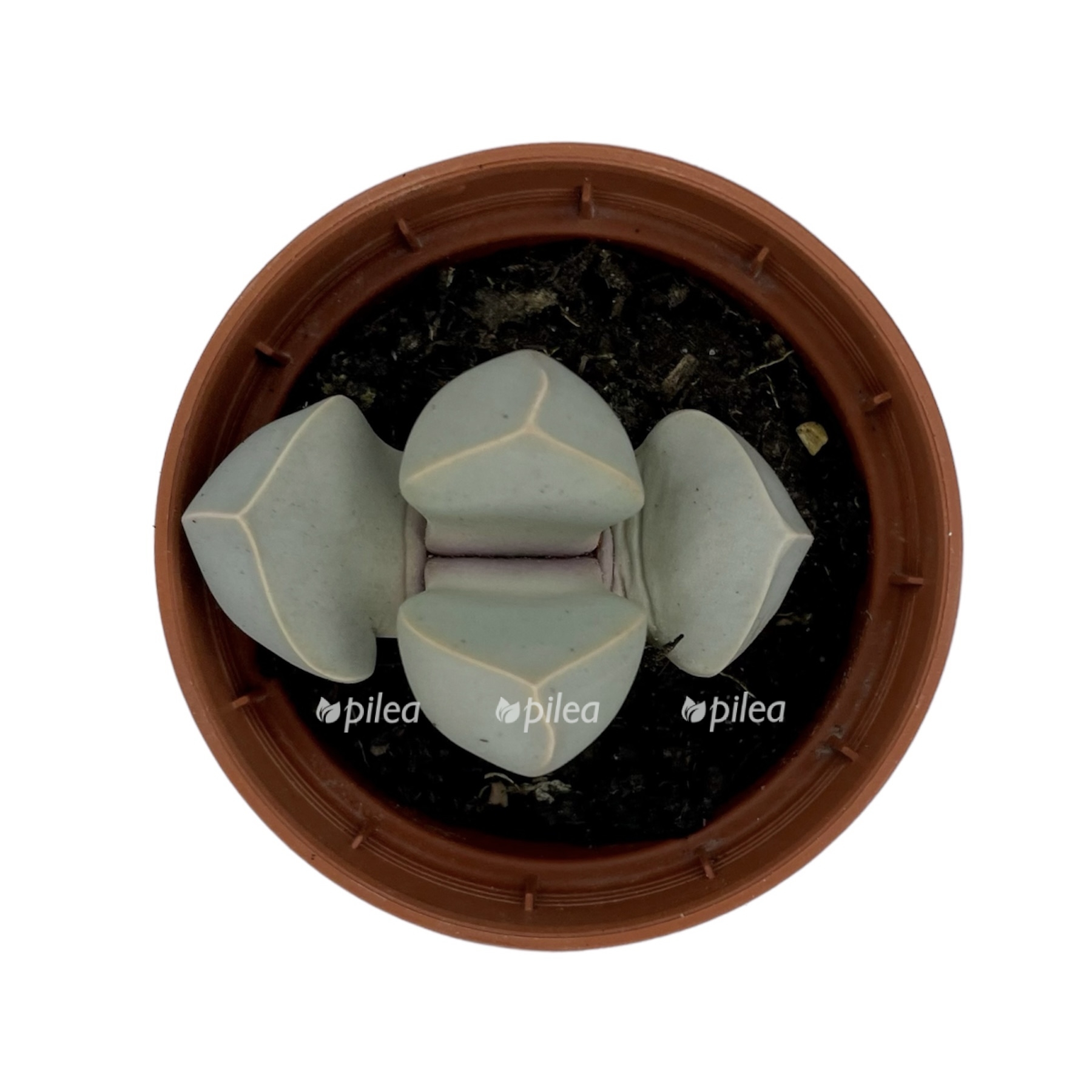 photoroom 20230616 073358