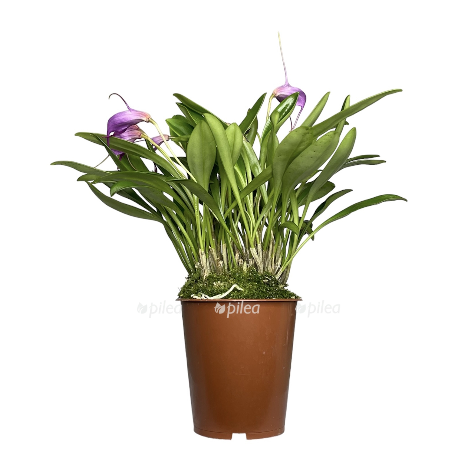 photoroom 20230616 080427