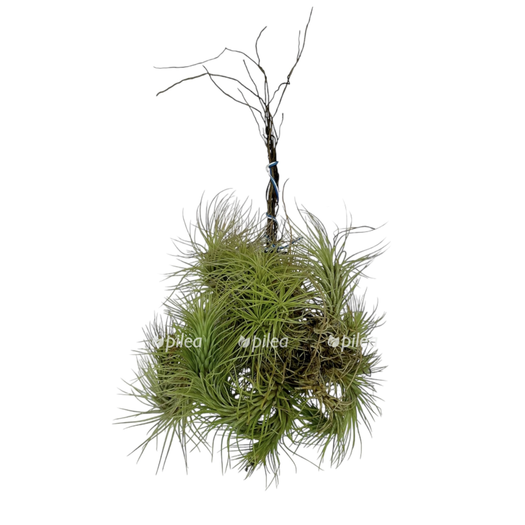 photoroom 20230616 145135