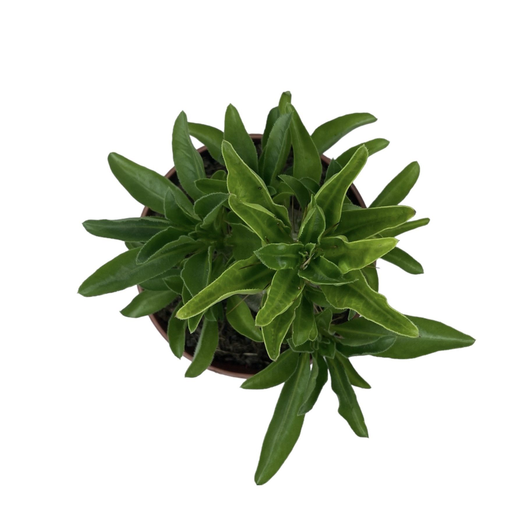 photoroom 20230618 084129