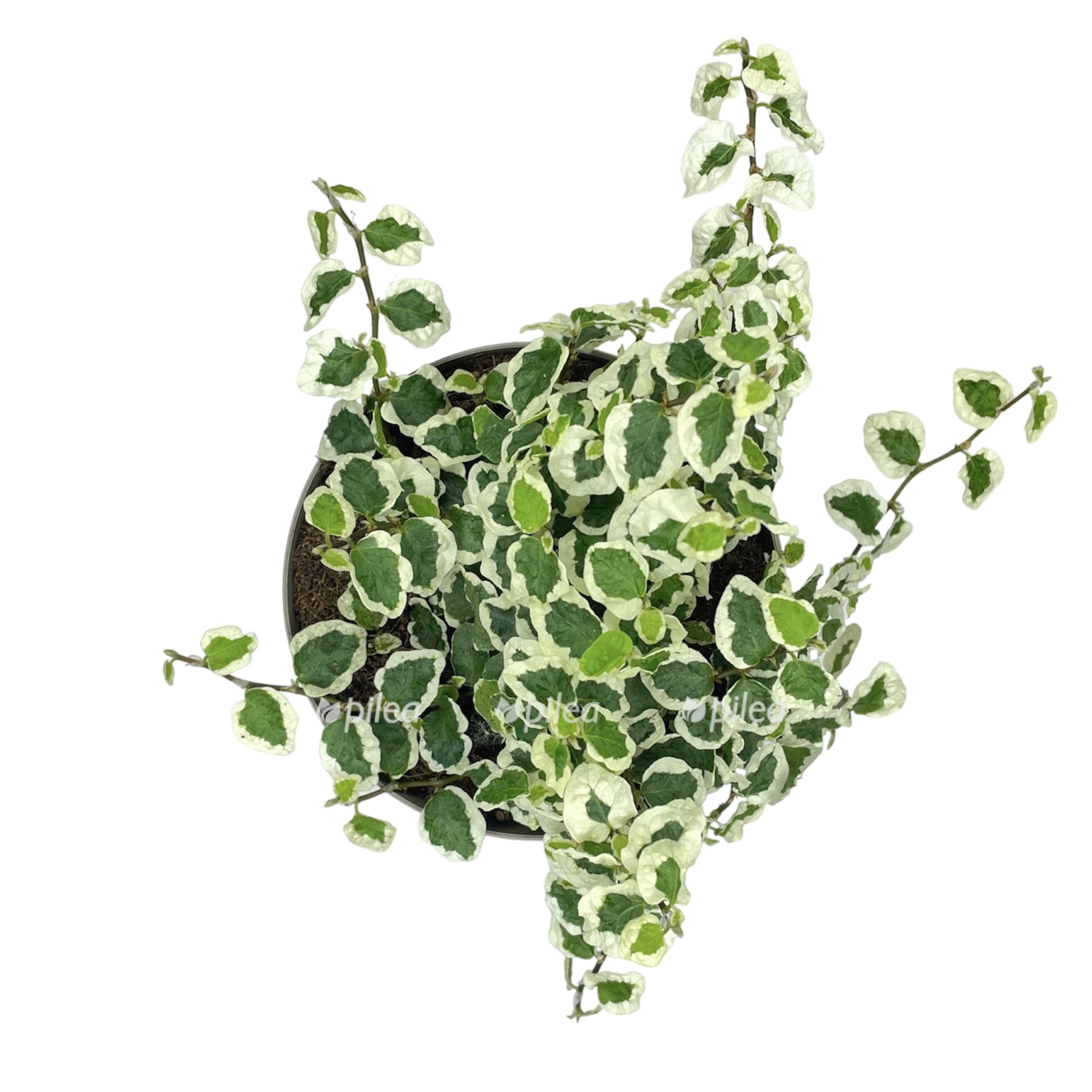 photoroom 20230618 084605