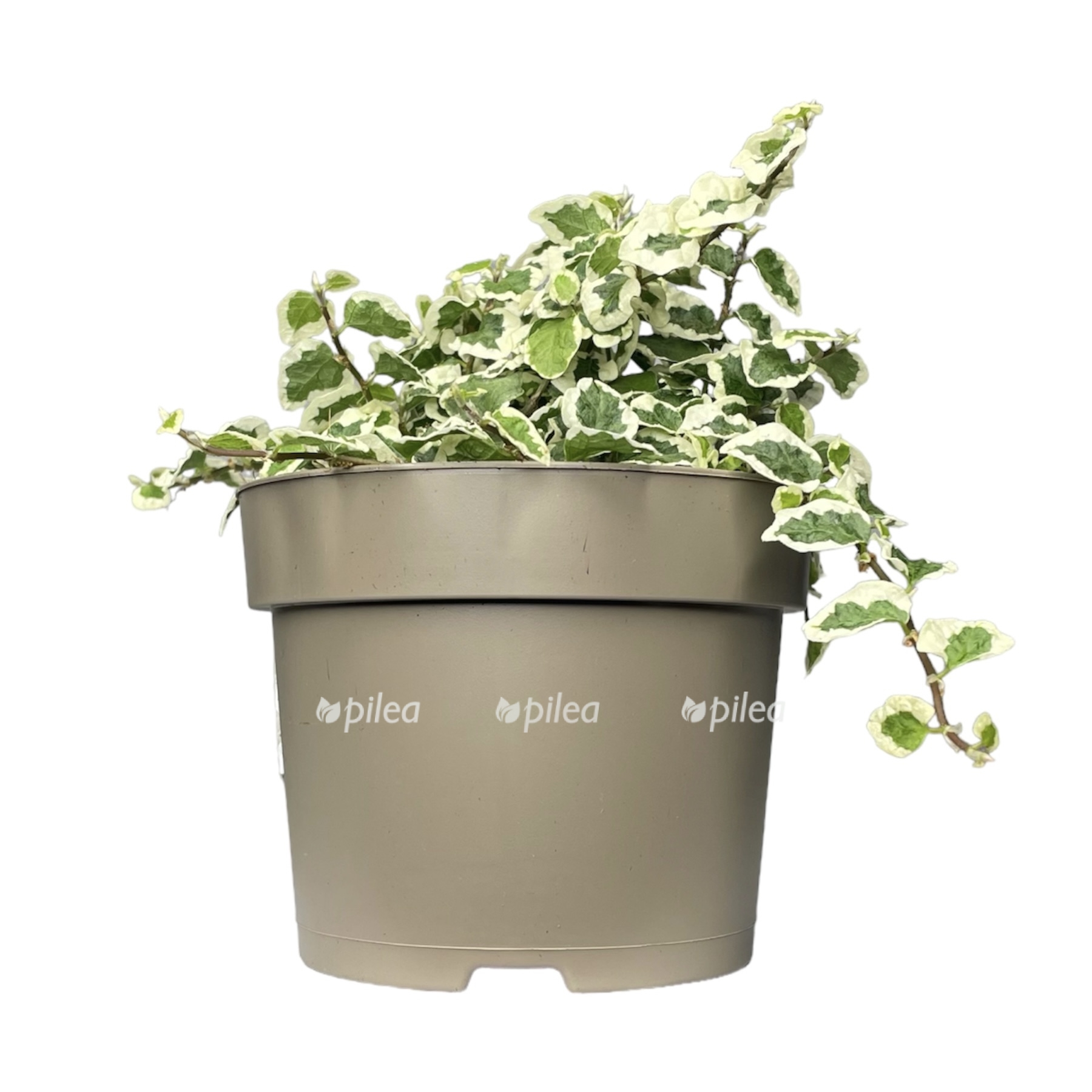 photoroom 20230618 084624