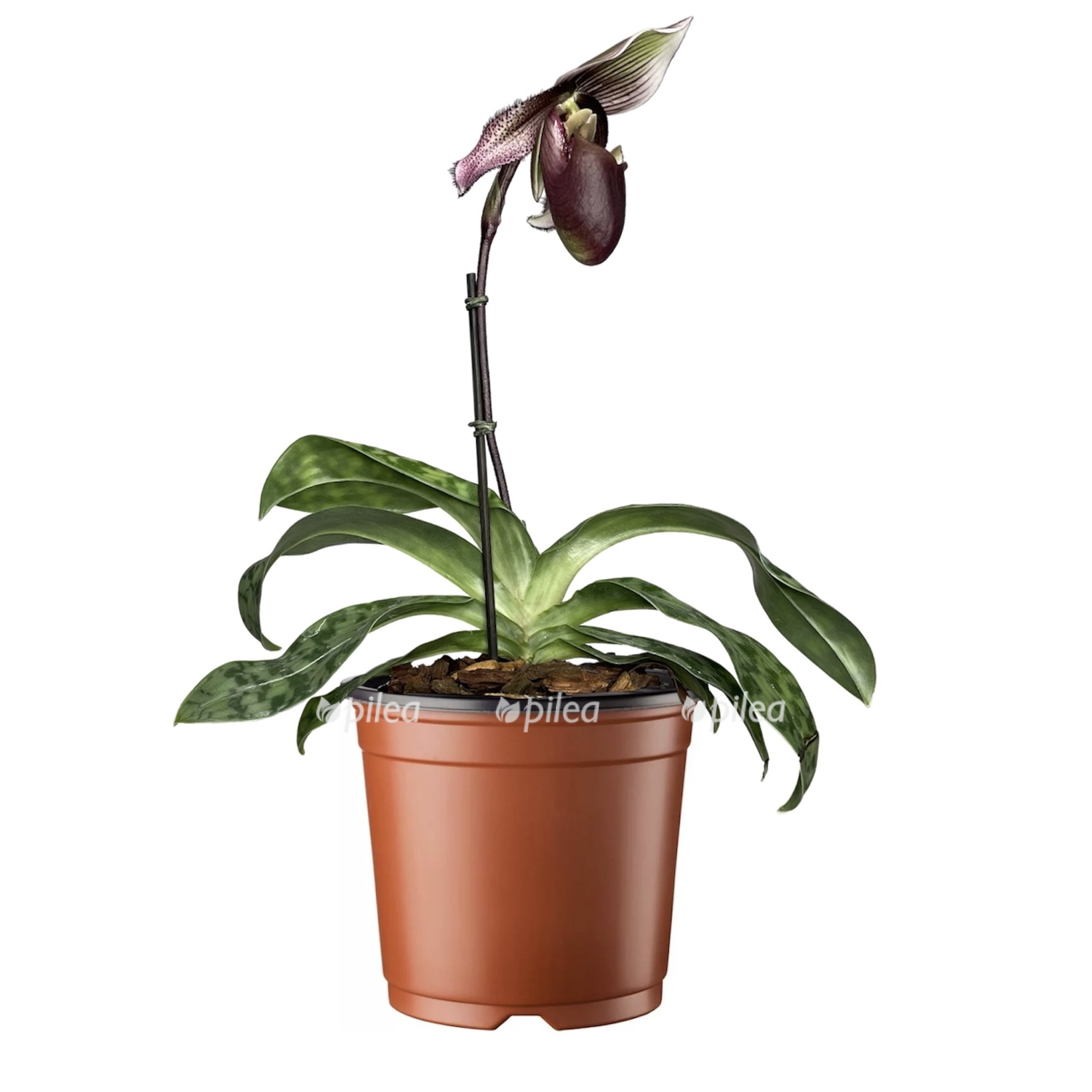 photoroom 20230619 130705