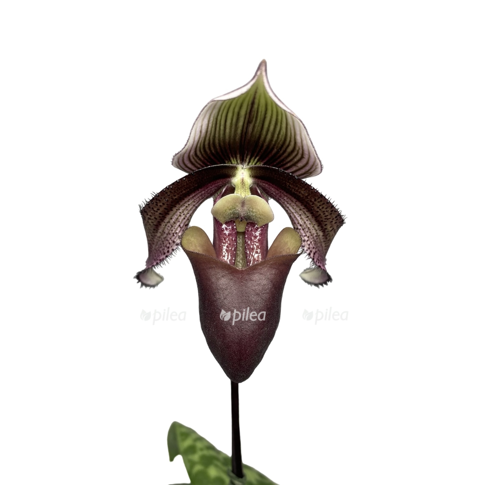 photoroom 20230619 131109