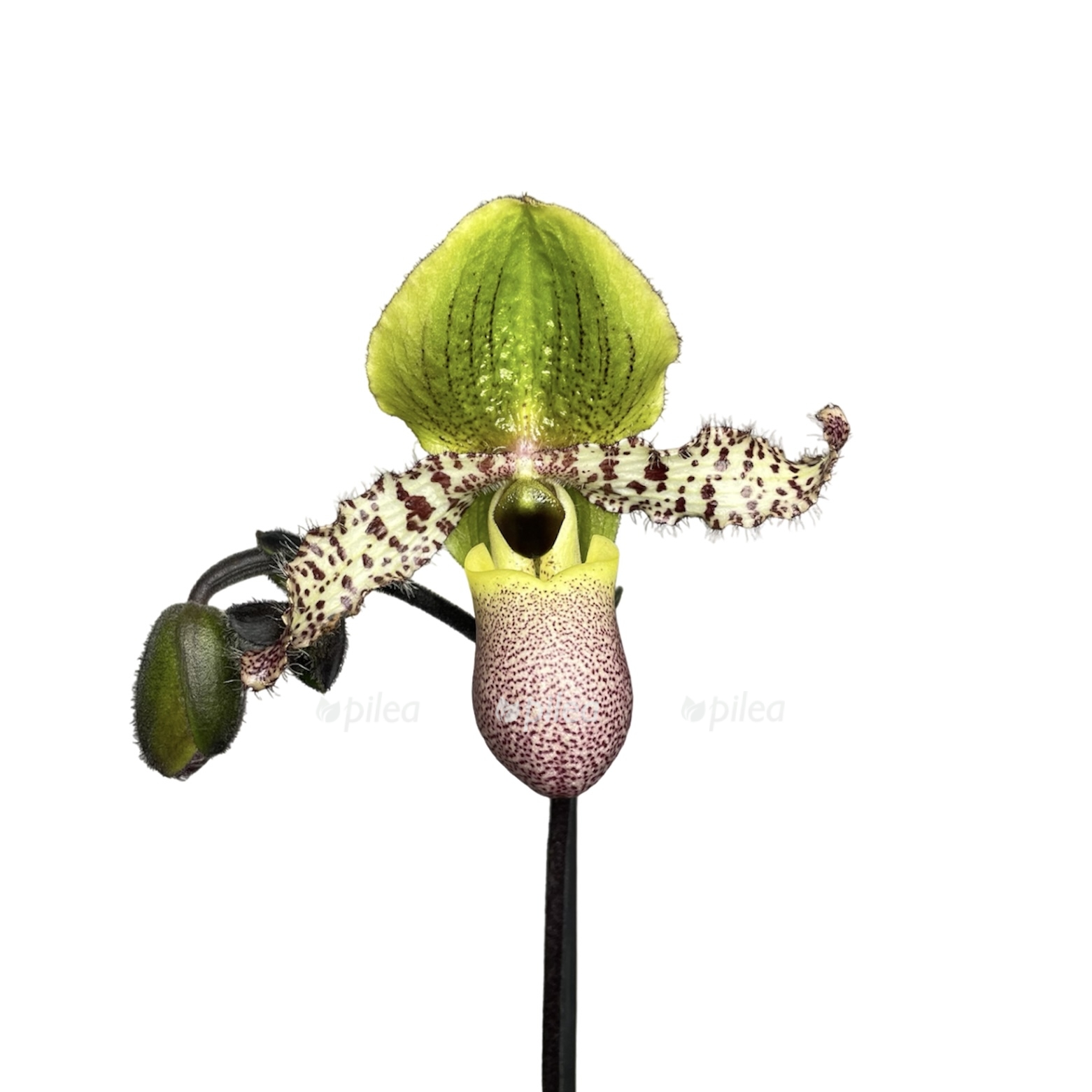 photoroom 20230619 131143