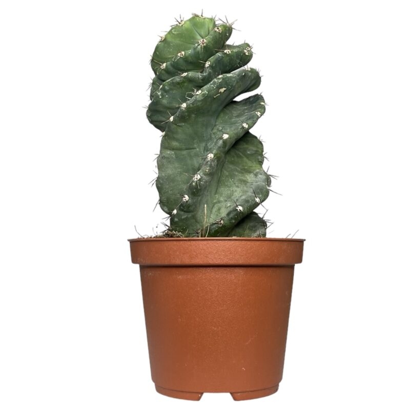 photoroom 20230621 130230 e1687529934174