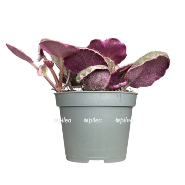 photoroom 20230624 091241 e1719754170316