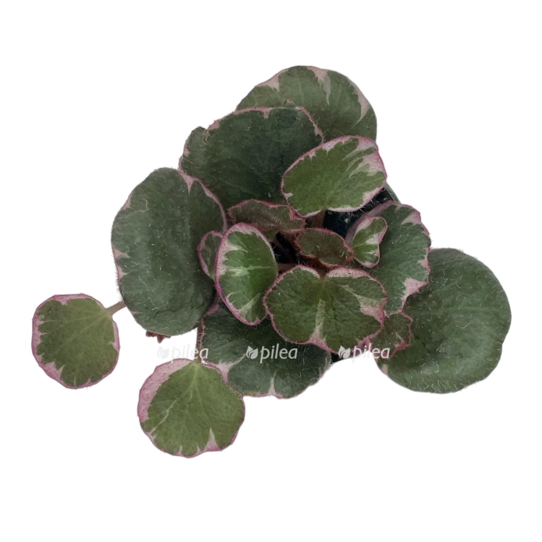 photoroom 20230624 091252