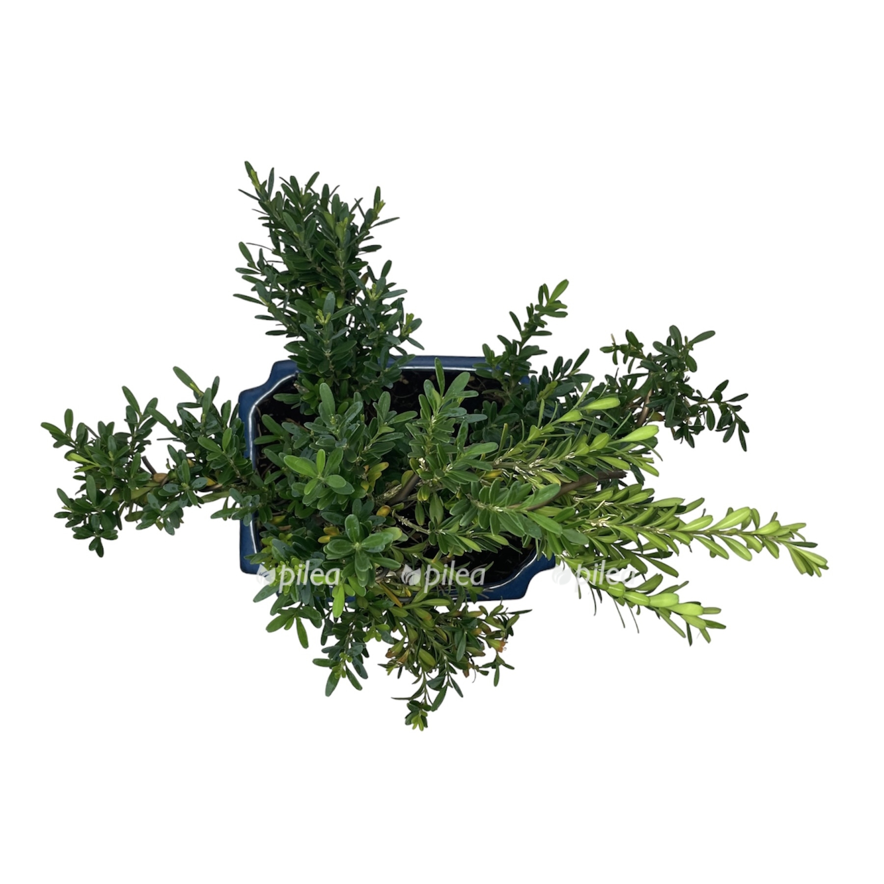 photoroom 20230624 102114