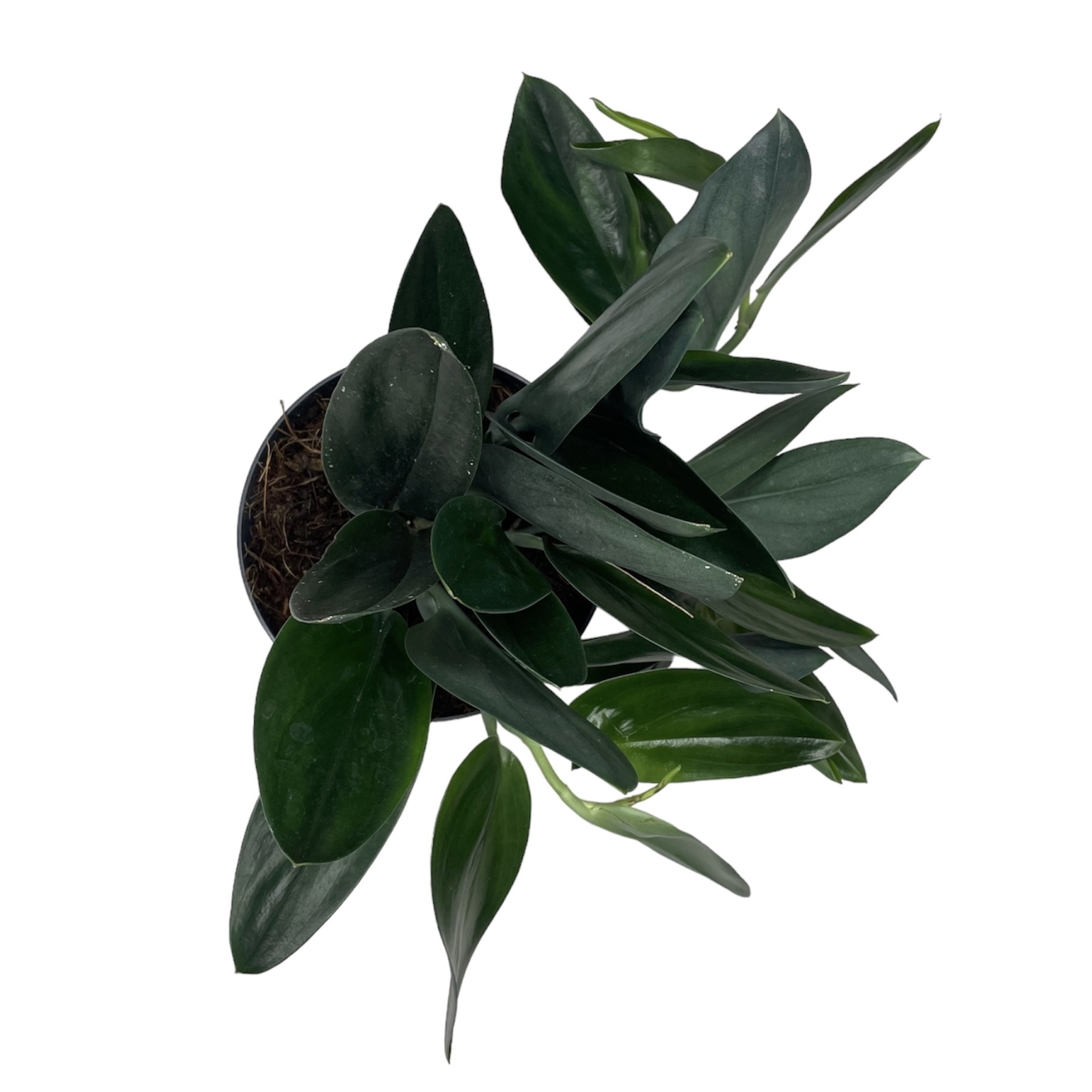 photoroom 20230624 111818