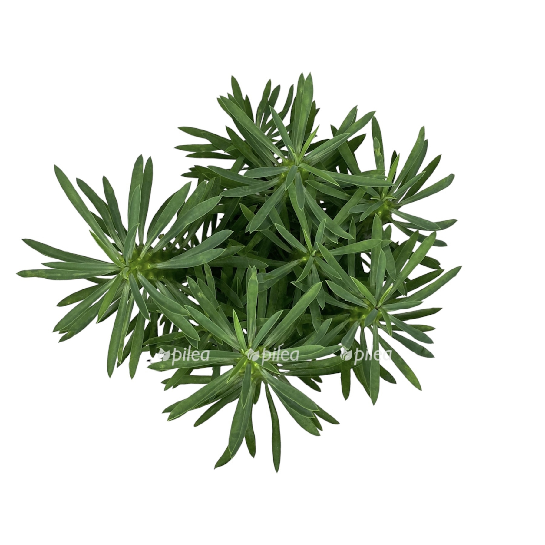 photoroom 20230624 115032 1