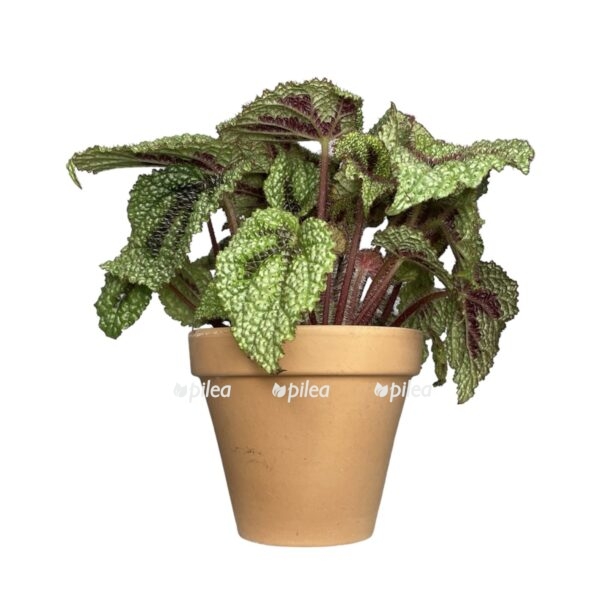 photoroom 20230629 095537 e1722862488390