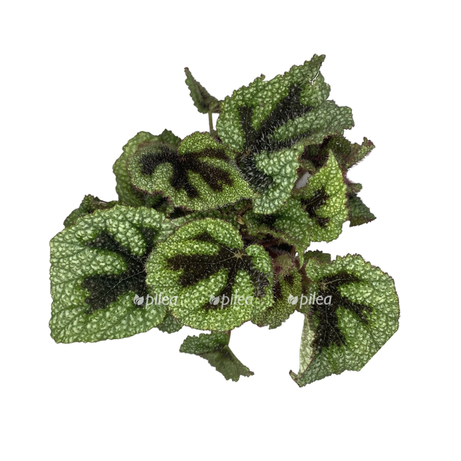 photoroom 20230629 095558