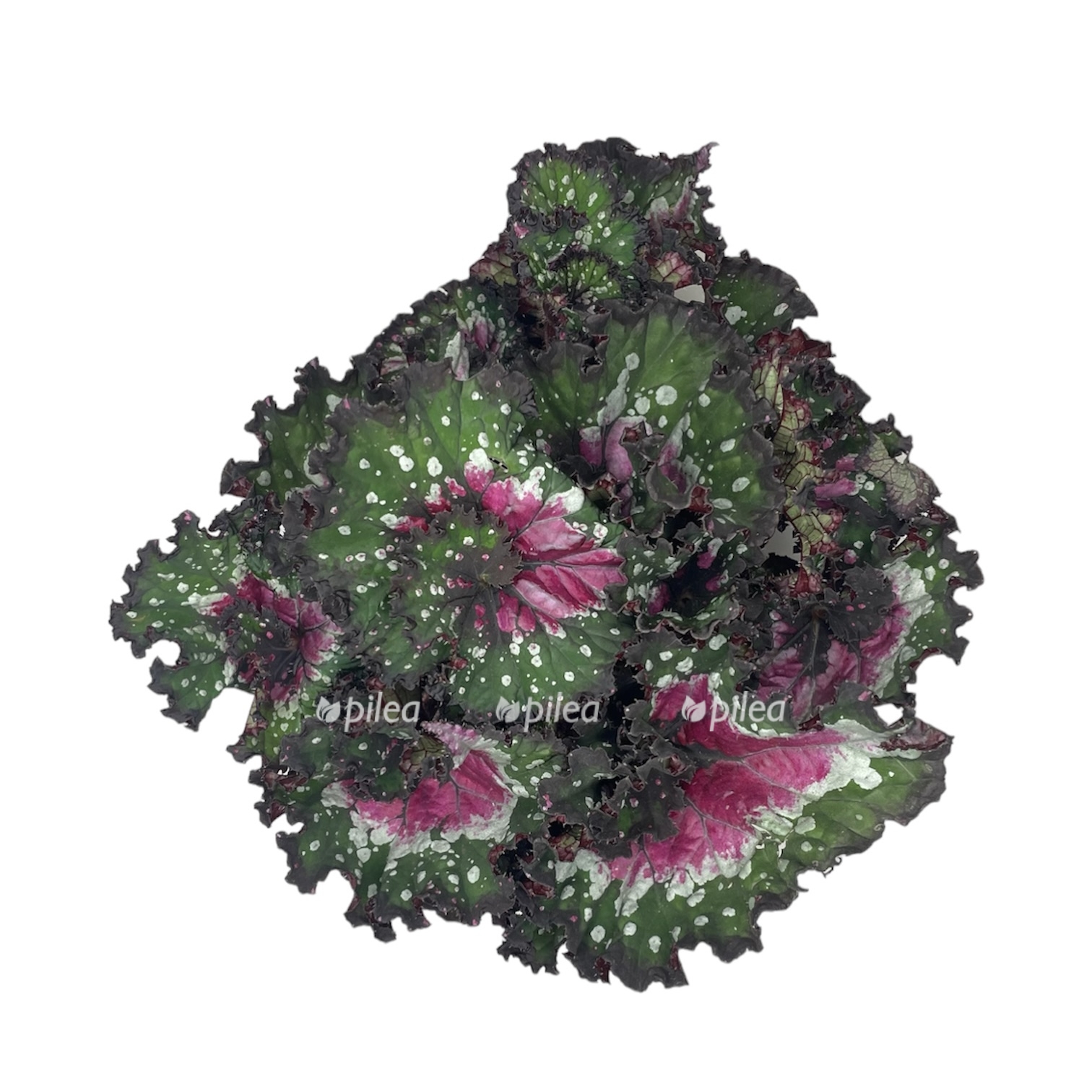 photoroom 20230629 101224