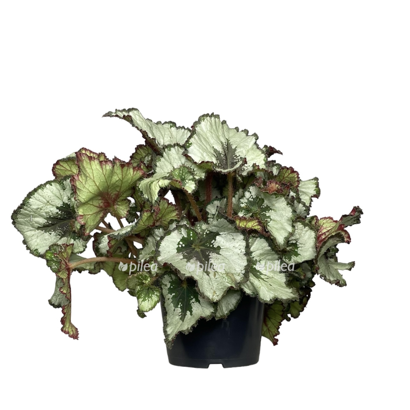 photoroom 20230629 101446