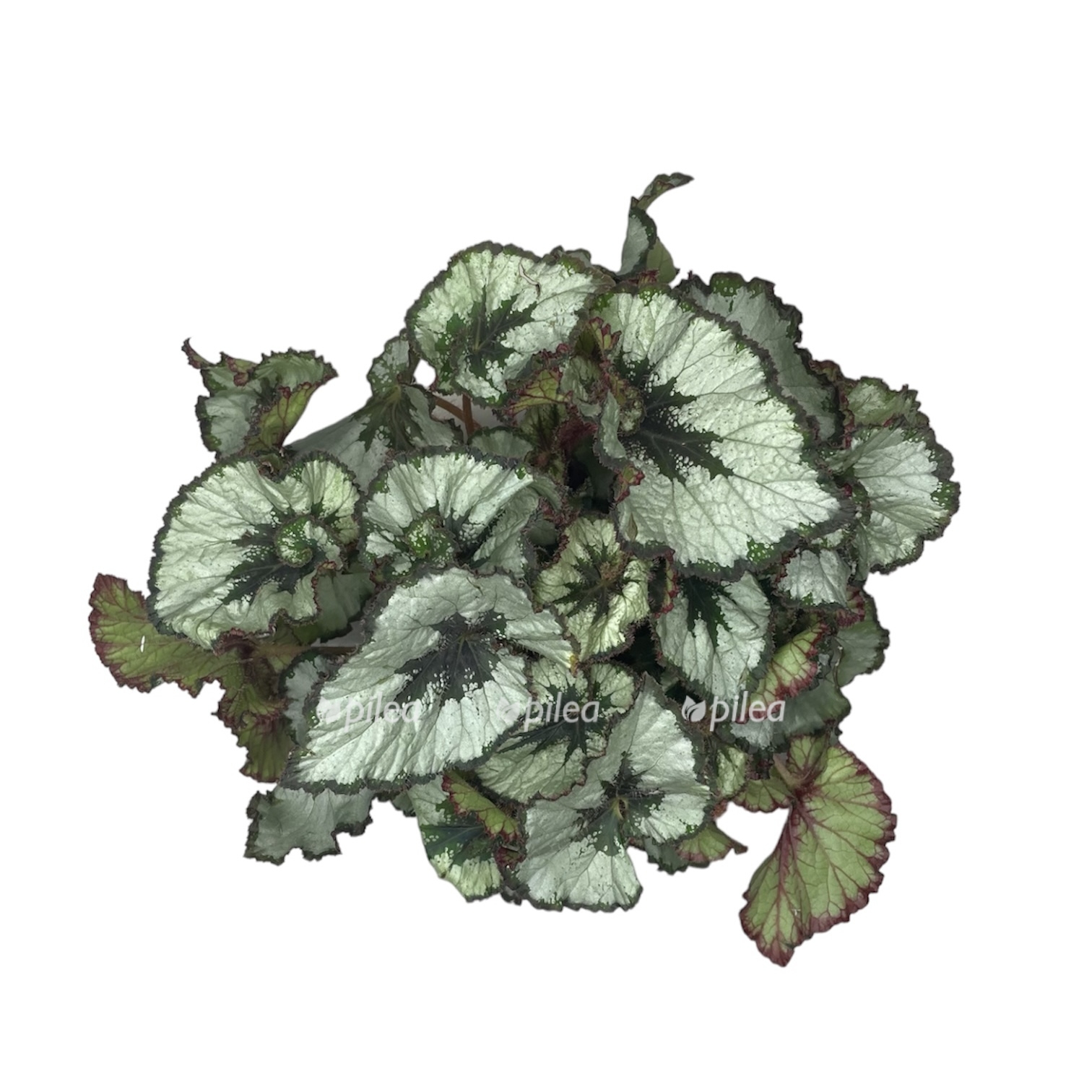 photoroom 20230629 101502