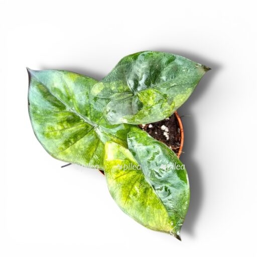 photoroom 20260119 224341 e1768848252366