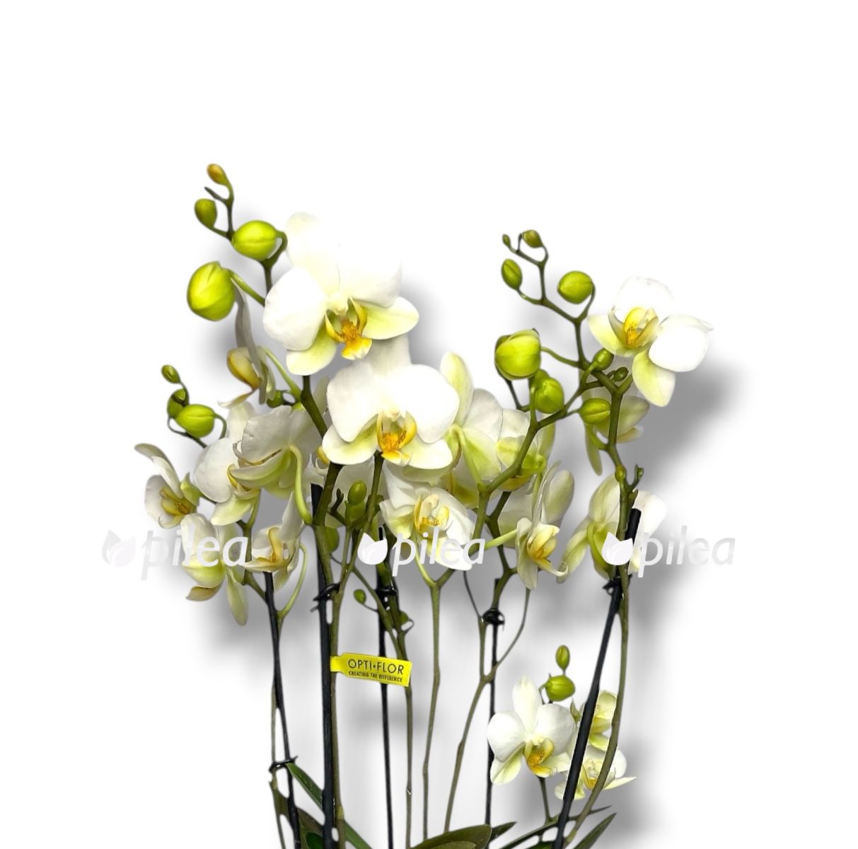 photoroom 20260501 101722