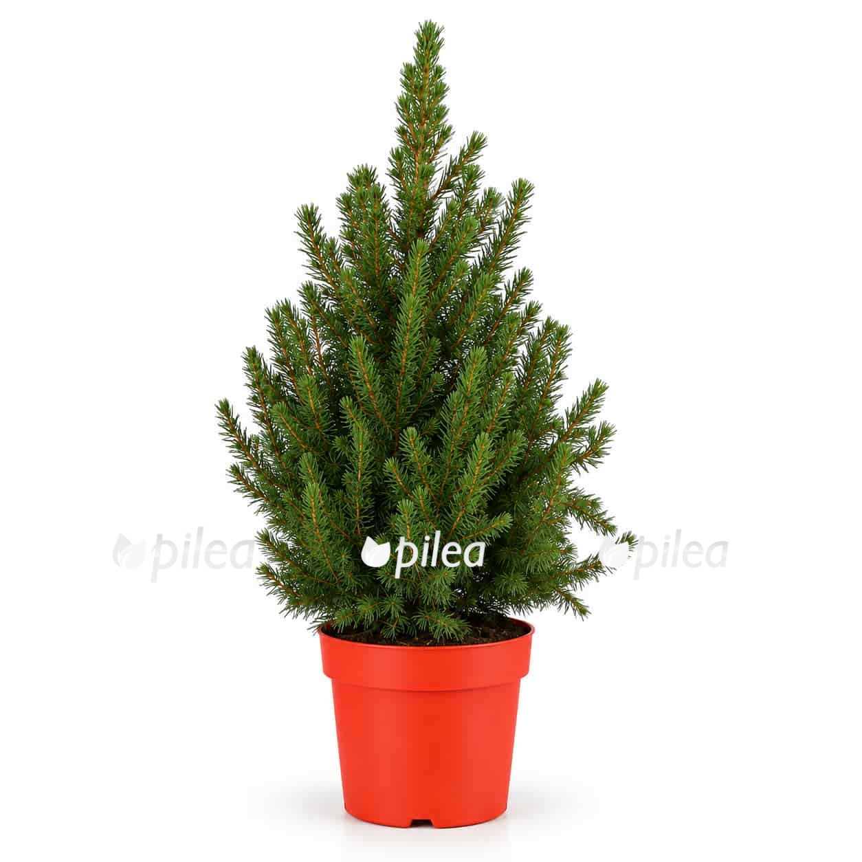 picea-glauca Ель Глаука Коника купить