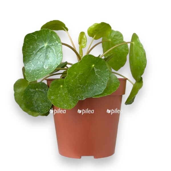 pilea peperomioides sugar pilea 1 1 e1720099054526