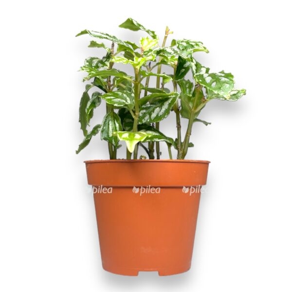 pileya kadiera e1722952982950