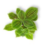 Пилея Мун Вэлли купить
