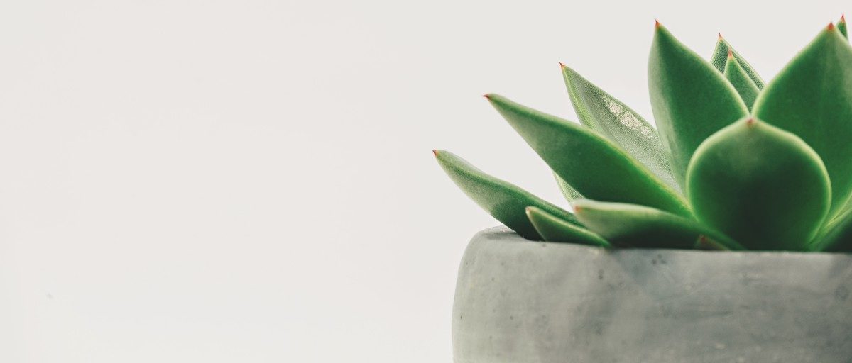 plant succulent potted white space white background minimal minimalist copy space 1198028 e1532764951291