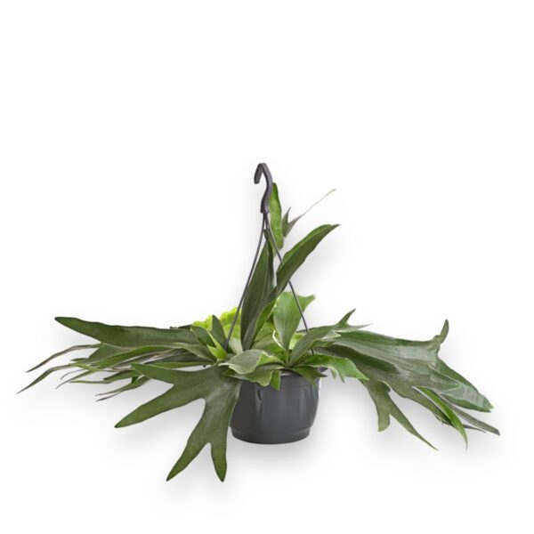 platicerium alcikorne e1724684551528