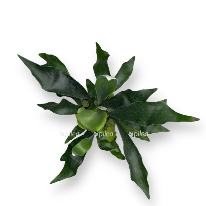 platicerium bifurkatum 12 30 e1699551190697