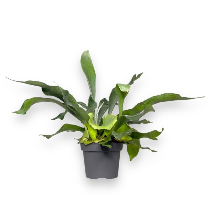 platicerium bifurkatum 12 30 sm e1699551220961