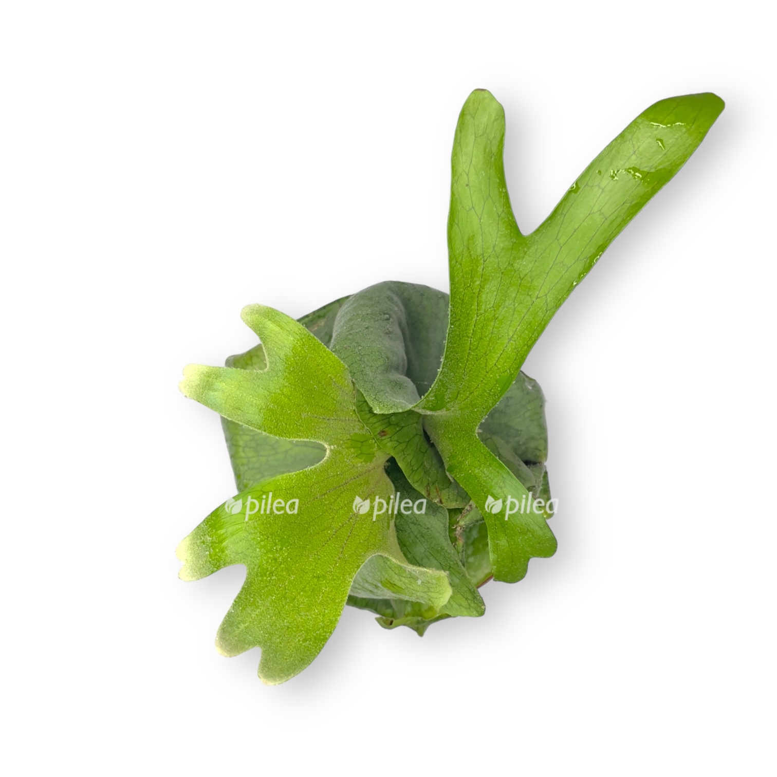 platicerium superbum