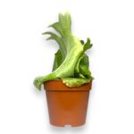 platicerium superbum