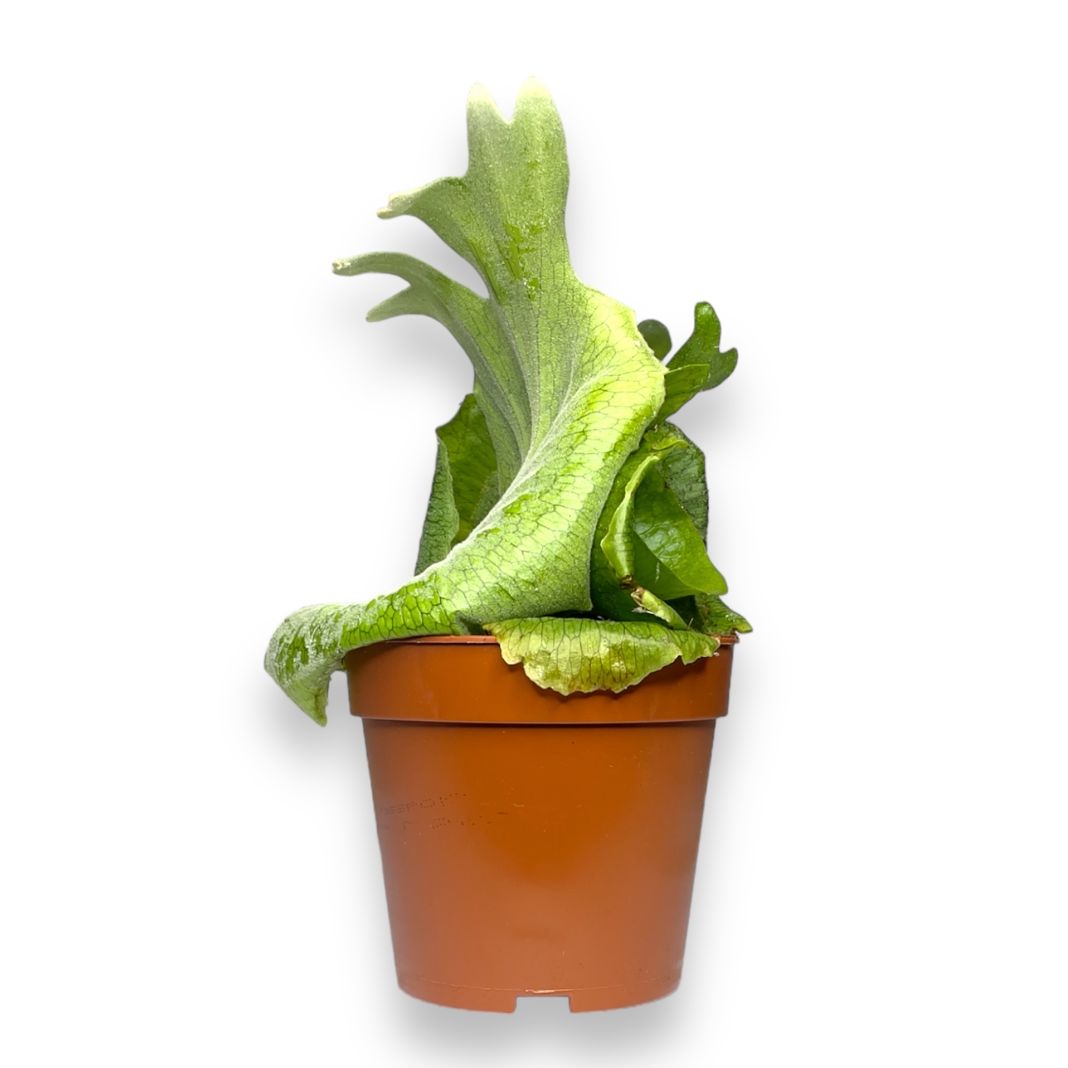 platicerium superbum