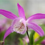 pleione formosana 1 1